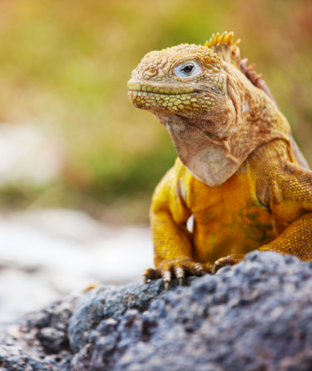 Ein gelber Galapagos-Landleguan sitzt auf einem dunklen Vulkanfelsen. Ein gelber Galapagos-Landleguan sitzt auf einem dunklen Vulkanfelsen.
